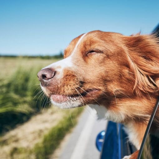 Consejo para viajar con tu perro en coche